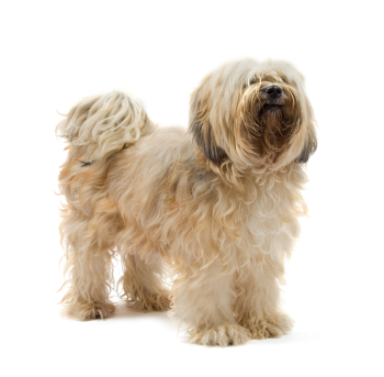 Tibetan Terrier Information, Facts, Pictures, Training and ...